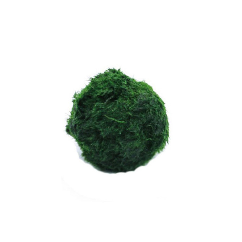 Terrarium Moss Art - Marimo Moos Kugeln Live Aquarium Pflanze