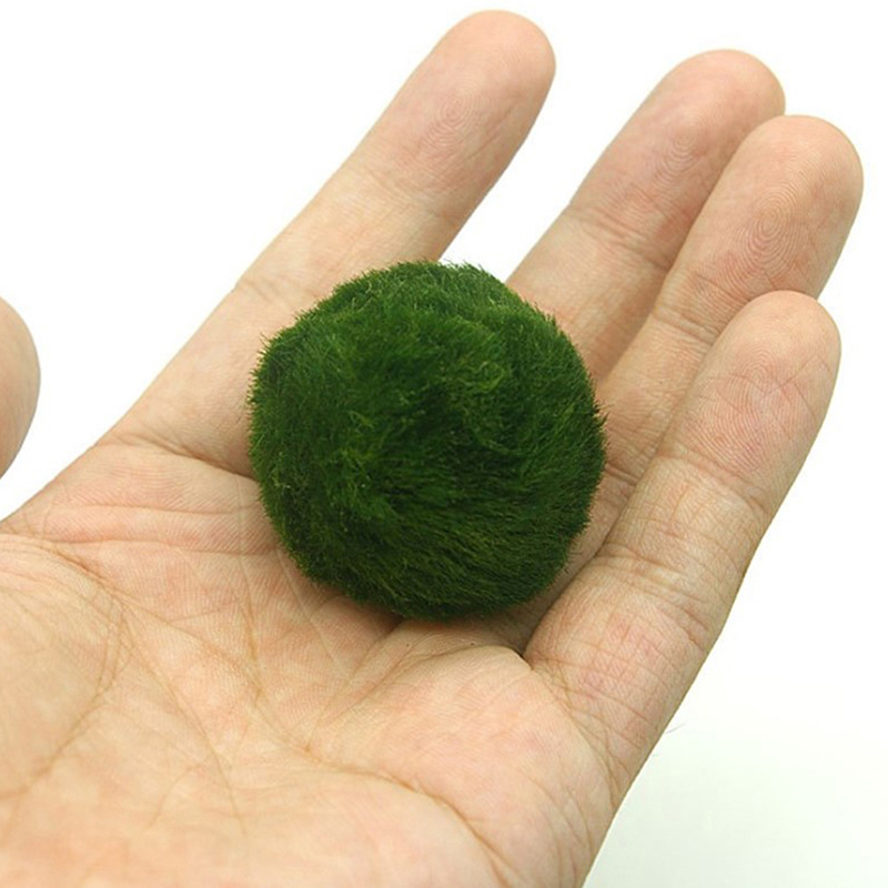 Marimo Moos Kugeln Live Aquari – Terrarium Moss Art Bewertung und Preis