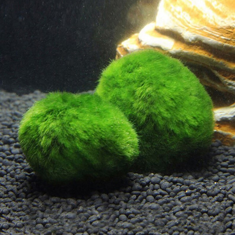 Marimo Moos Kugeln Live Aquari – Terrarium Moss Art Bewertung und Preis